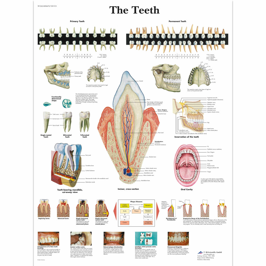 The Teeth Chart – Medisave UK