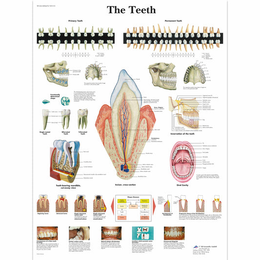 The Teeth Chart - 3B Scientific