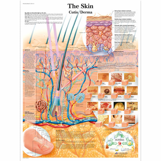 The Skin Chart - 3B Scientific