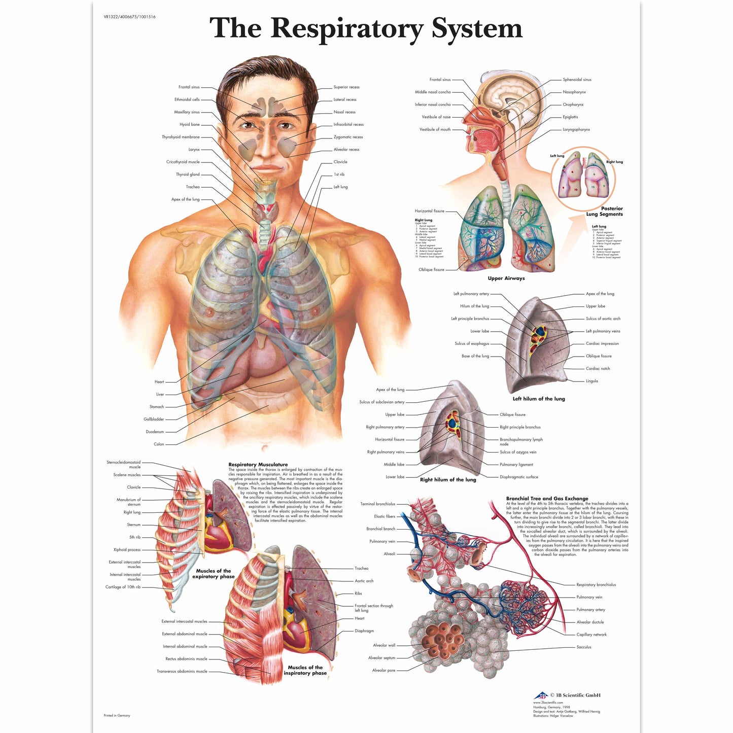The Respiratory System Chart