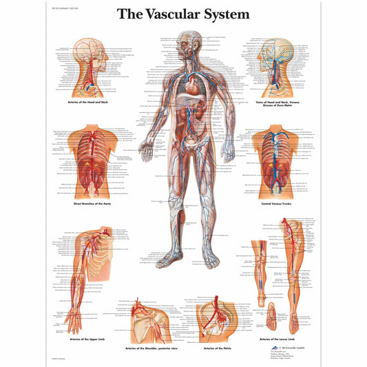 The Vascular System Chart - 3B Scientific