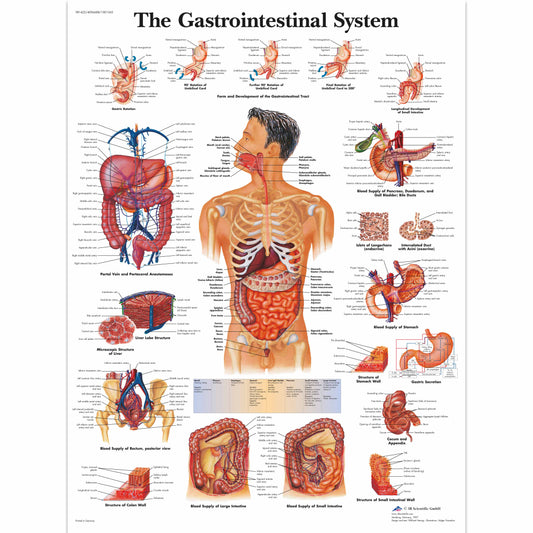 The Gastrointestinal System Chart - 3B Scientific