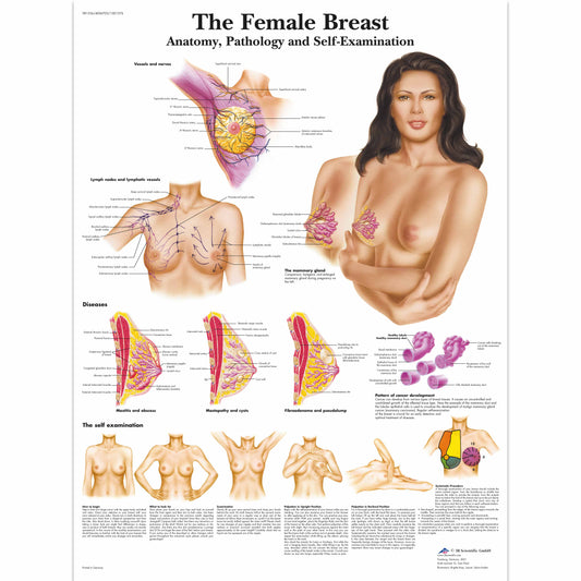 Female Breast Chart - 3B Scientific