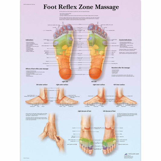 Foot Reflex Zone Massage Chart - 3B Scientific