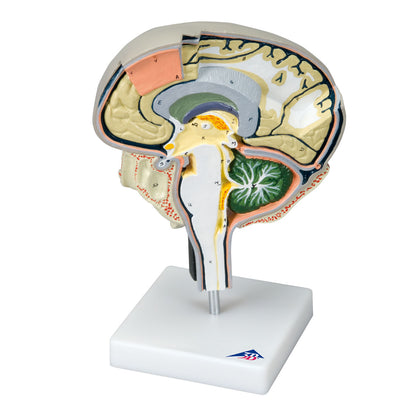 Brain Section Model with Medial and Sagittal Cuts - 3B Scientific