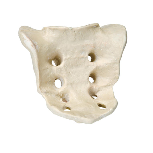 ORTHObones Premium Sacrum - 3B Scientific