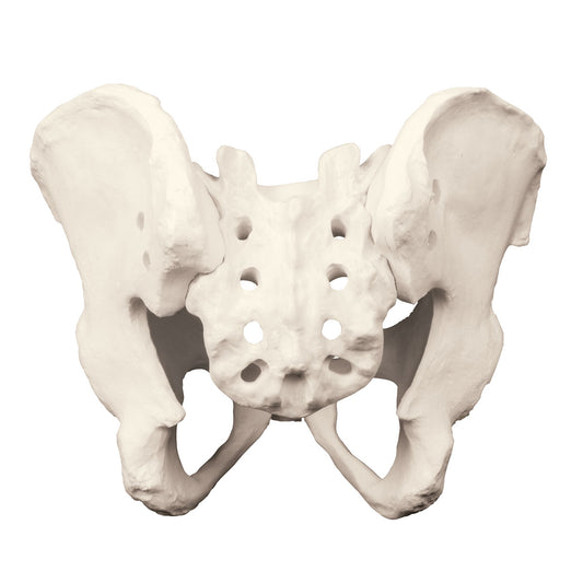 ORTHOBone Premium Full Pelvis & Sacrum - 3B Scientific