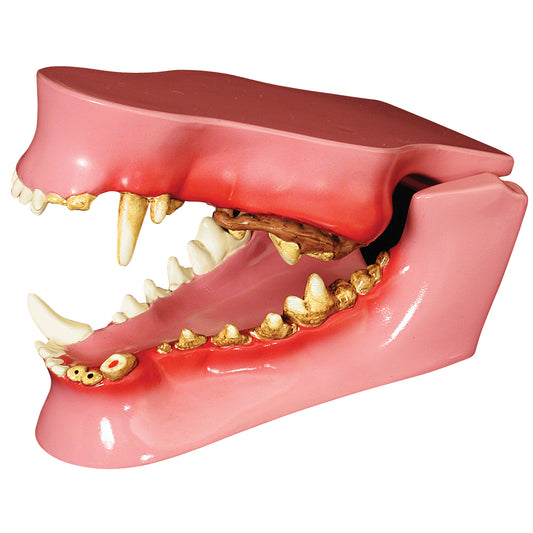 Canine Jaw Model