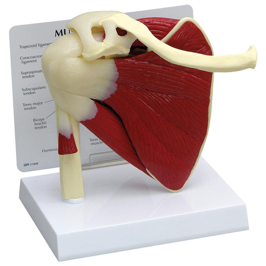 Articulating Rotator Cuff Model - 3B Scientific