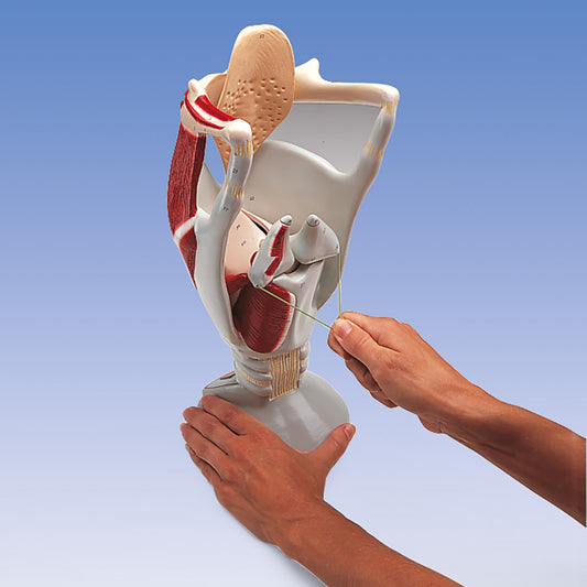 Functional Larynx Model, 4 times full-size - 3B Scientific