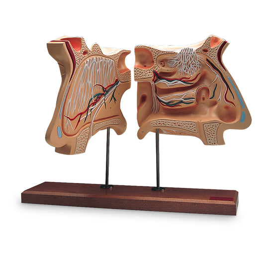 Nose and Olfactory Organ Model, 4 times full-size - 3B Scientific
