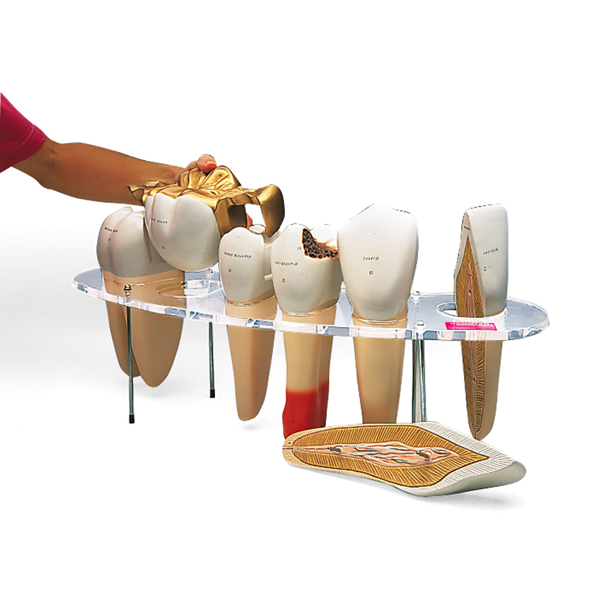 Dental Morphology Series, 7 part, 10 times life size - 3B Scientific