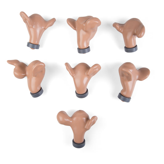 7 Uteri - Normal and with External Pathologies - 3B Scientific