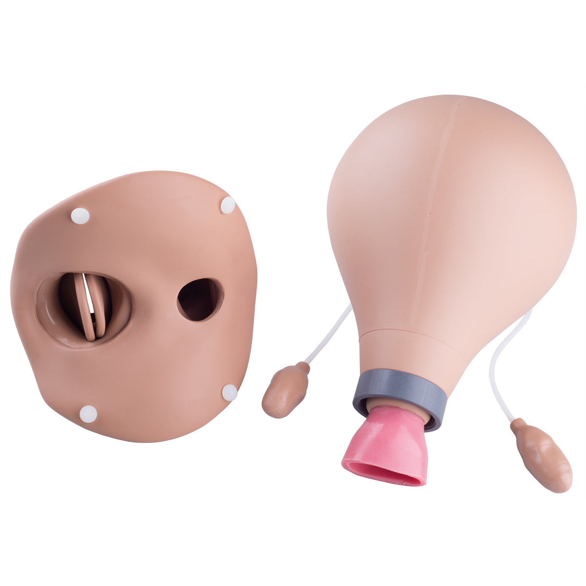 Postpartum Uterus - 3B Scientific