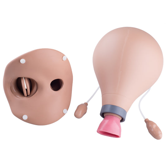 Postpartum Uterus - 3B Scientific