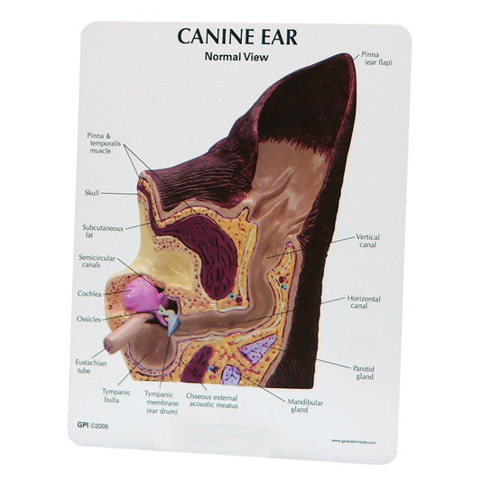 Canine Ear Model - Normal / Infected