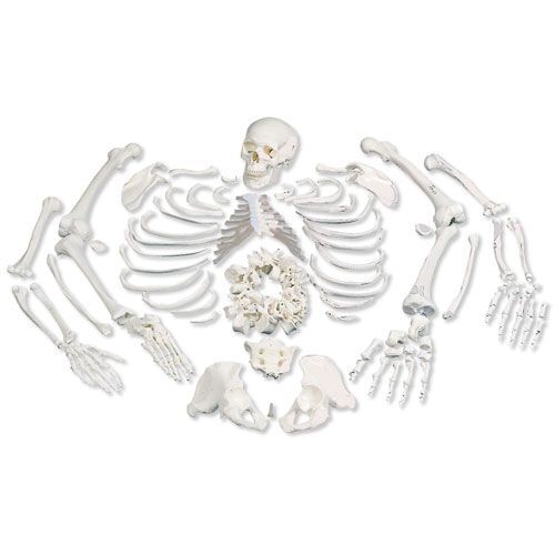 Disarticulated Human Skeleton Model, complete with 3-part skull - 3B Scientific