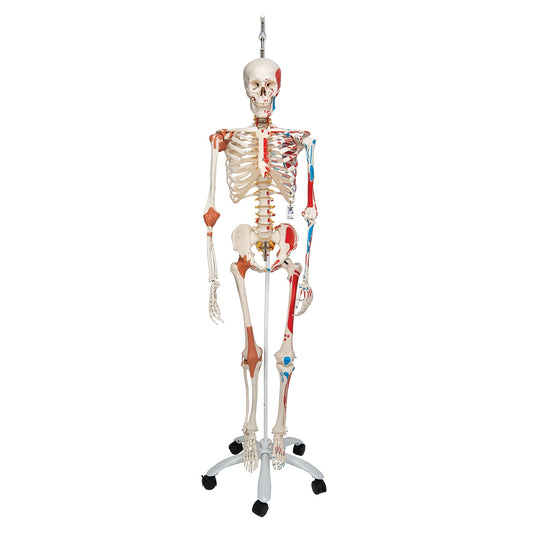 Human Skeleton Model Sam on Hanging Stand with Muscle & Ligaments - 3B Scientific