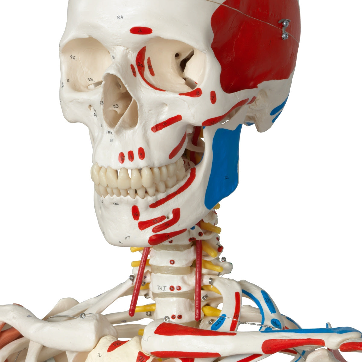 Human Skeleton Model Sam on Hanging Stand with Muscle & Ligaments