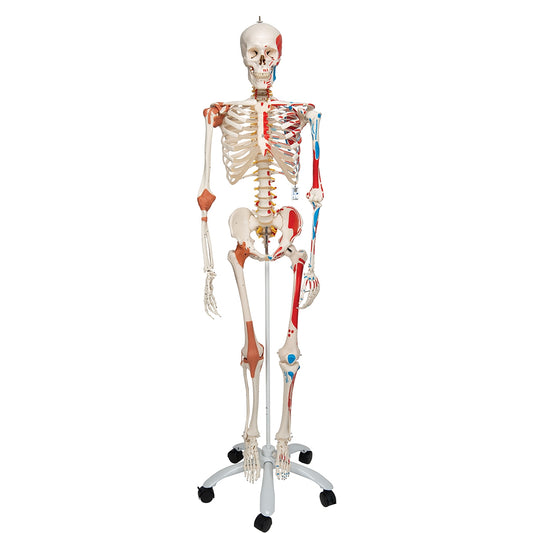 Human Skeleton Model Sam with Muscles & Ligaments on 5' Stand - 3B Scientific