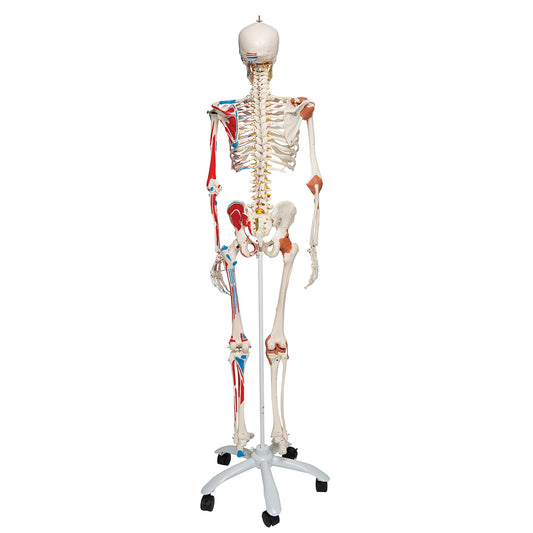 Human Skeleton Model Sam with Muscles & Ligaments on 5' Stand - 3B Scientific