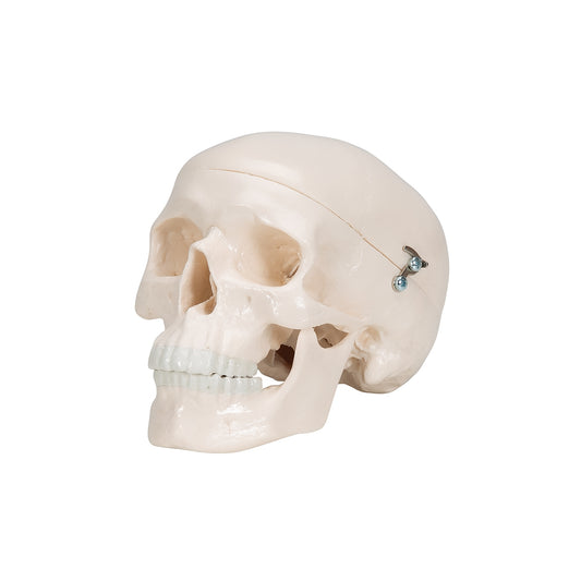 Mini Human Skull Model - 3 Part (Skullcap, Base of Skull, Mandible)