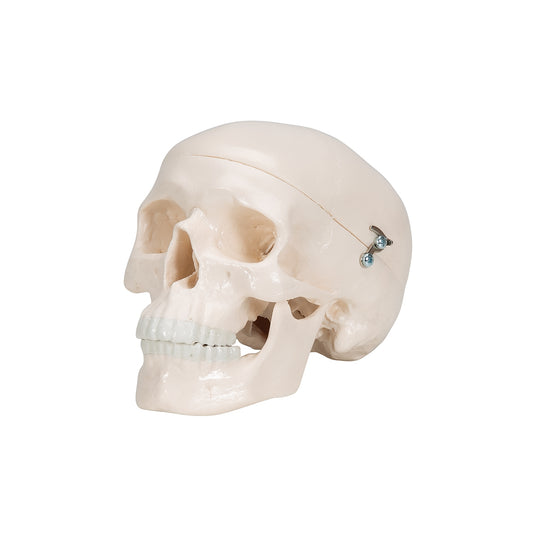 Mini Human Skull Model - 3 Part (Skullcap, Base of Skull, Mandible) - 3B Scientific