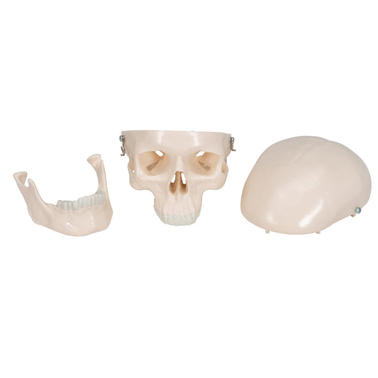 Mini Human Skull Model - 3 Part (Skullcap, Base of Skull, Mandible) - 3B Scientific