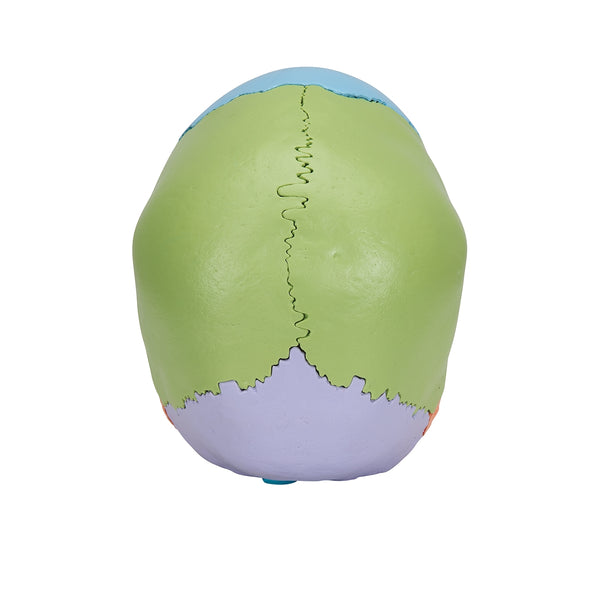 22-Part Human Skull Model - Colored Anatomical Osteopathic Teaching Tool