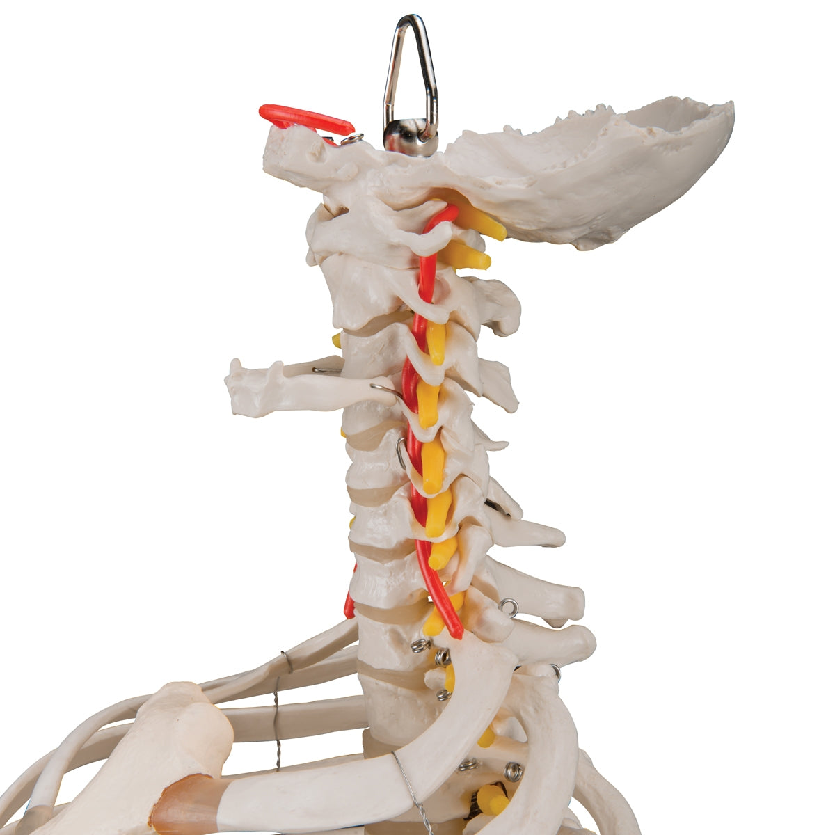 Classic Flexible Human Spine Model with Ribs & Femur Heads
