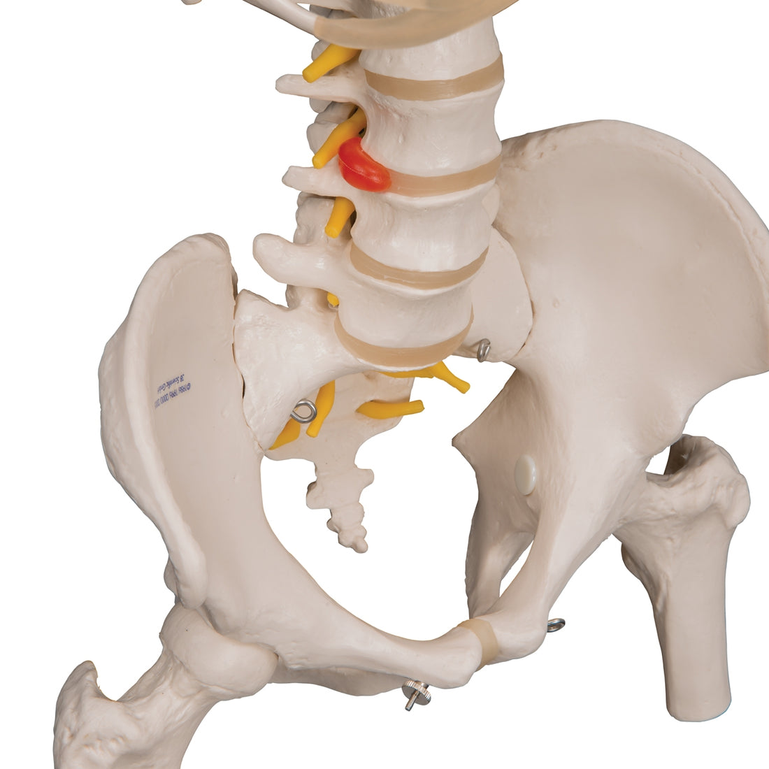 Classic Flexible Human Spine Model with Ribs & Femur Heads – Medisave UK