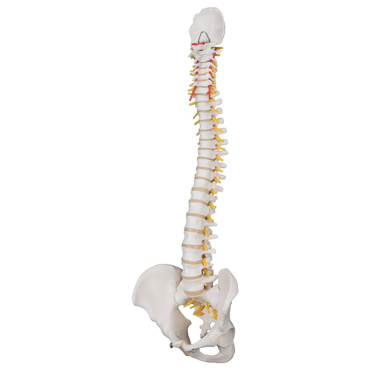 lassic Flexible Human Spine Model