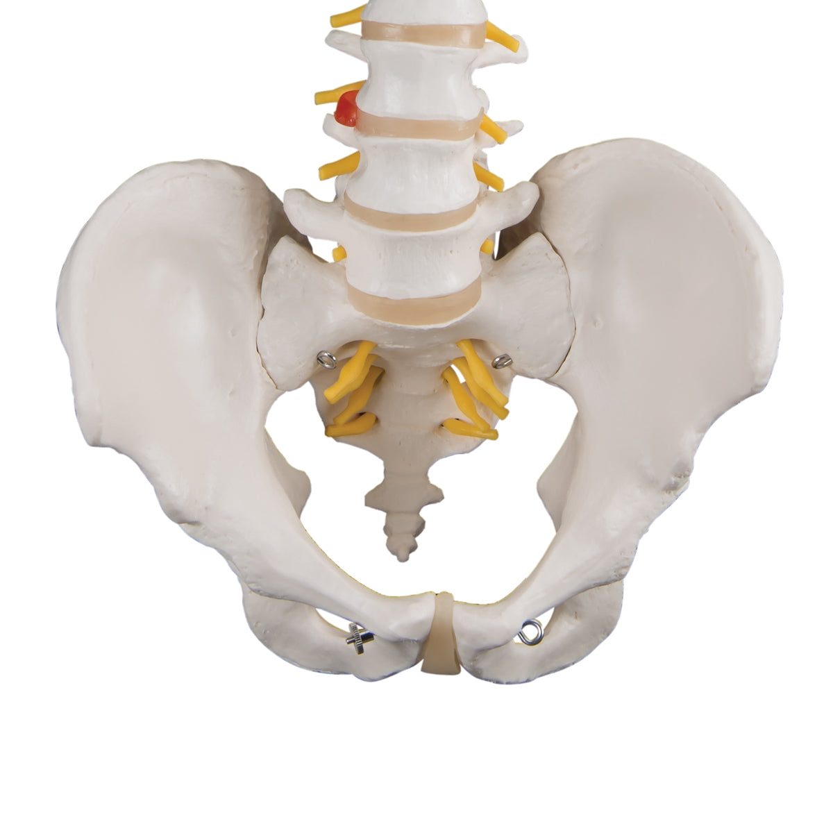 lassic Flexible Human Spine Model