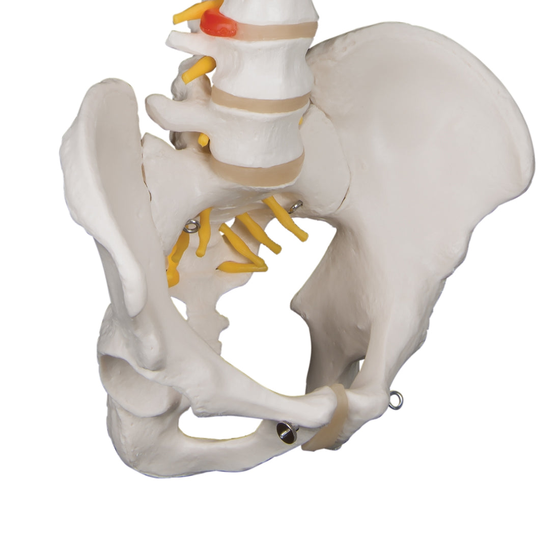 lassic Flexible Human Spine Model – Medisave UK