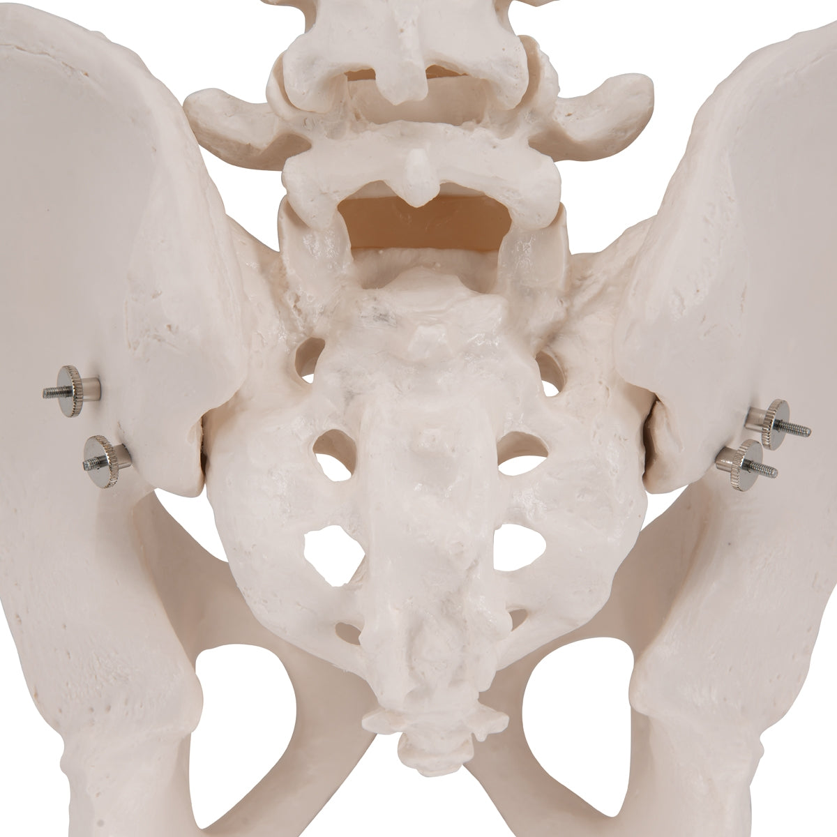 Human Male Pelvis Skeleton Model