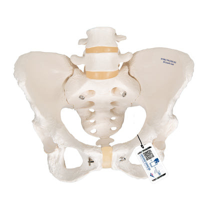 Human Female Pelvic Skeleton Model