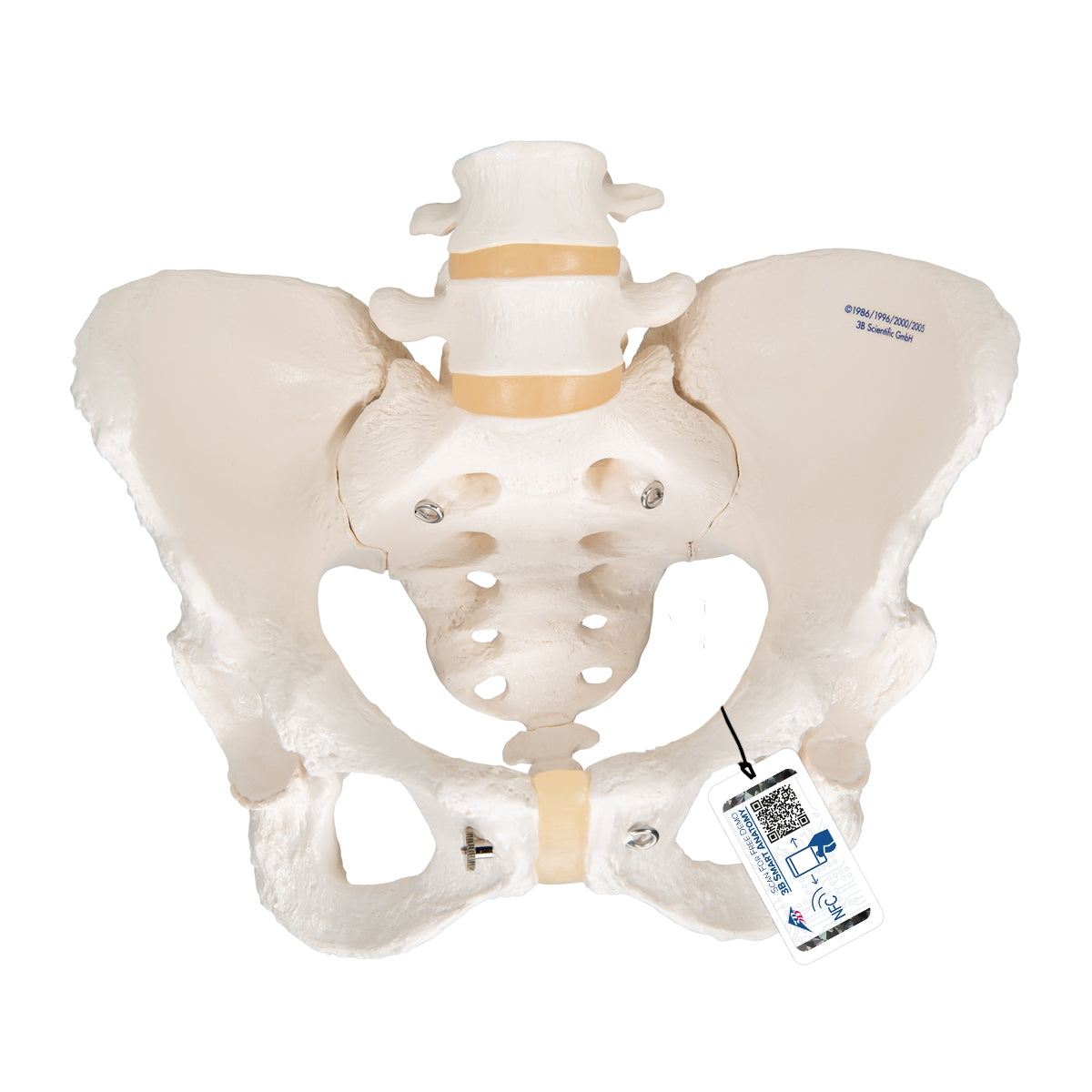 Human Female Pelvic Skeleton Model - 3B Scientific