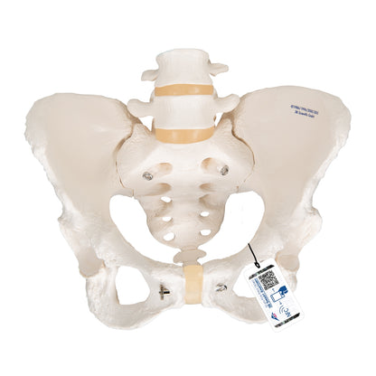Human Female Pelvic Skeleton Model - 3B Scientific