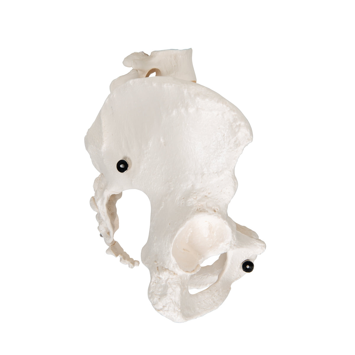 Human Female Pelvic Skeleton Model