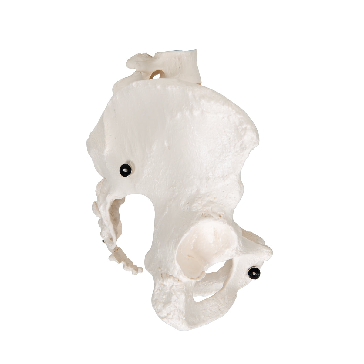 Human Female Pelvic Skeleton Model - 3B Scientific