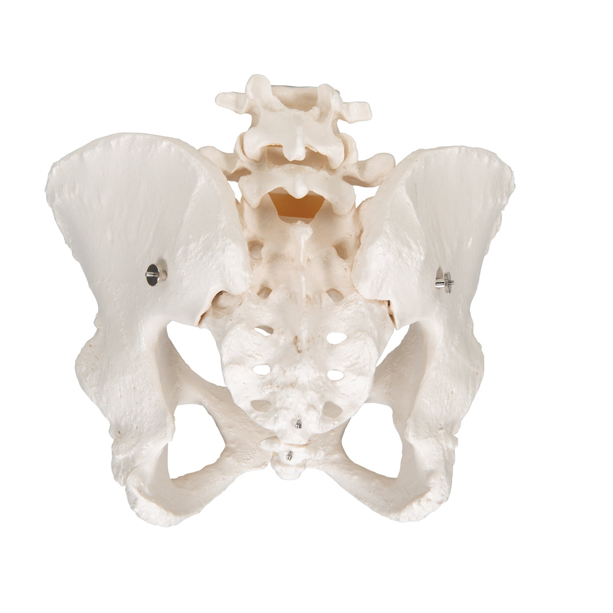 Human Female Pelvic Skeleton Model - 3B Scientific
