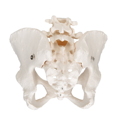 Human Female Pelvic Skeleton Model - 3B Scientific