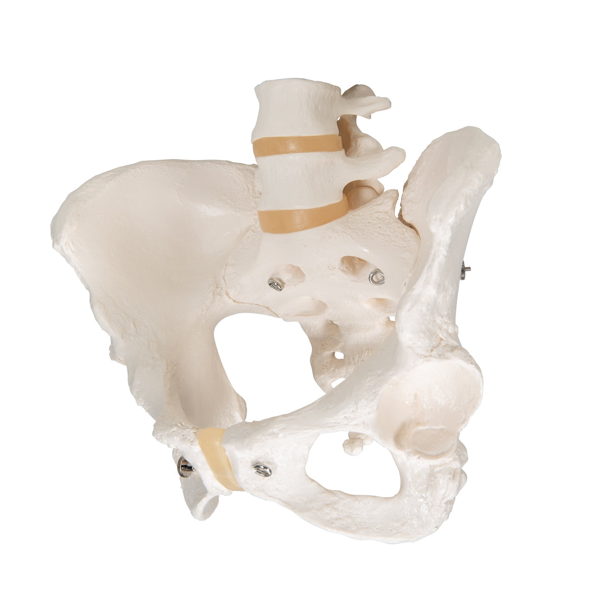 Human Female Pelvic Skeleton Model - 3B Scientific