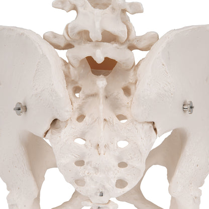 Human Female Pelvic Skeleton Model - 3B Scientific