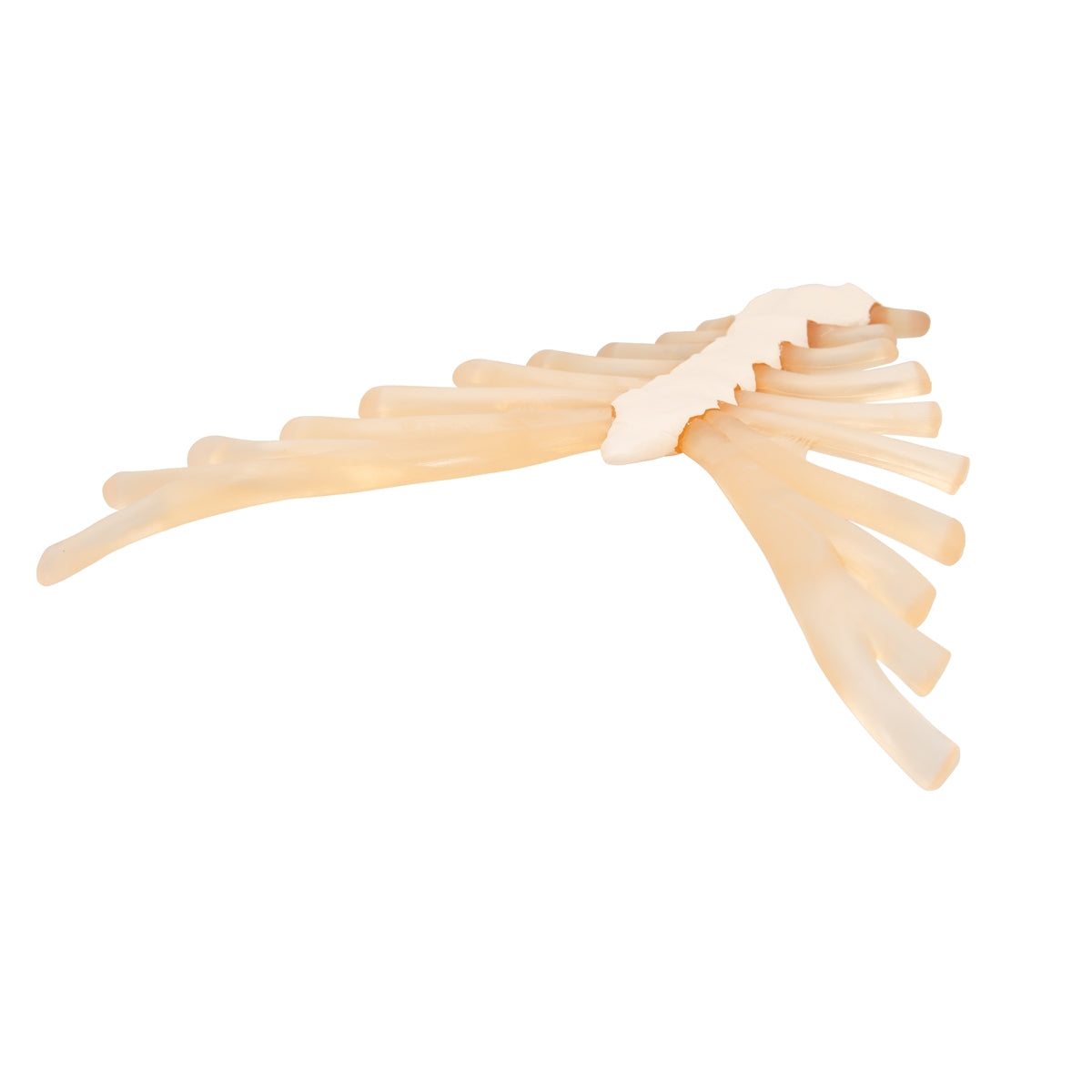 Human Sternum Model with Rib Cartilage
