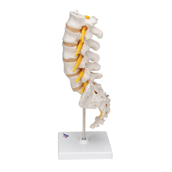 Lumbar Human Spinal Column Model – Medisave UK