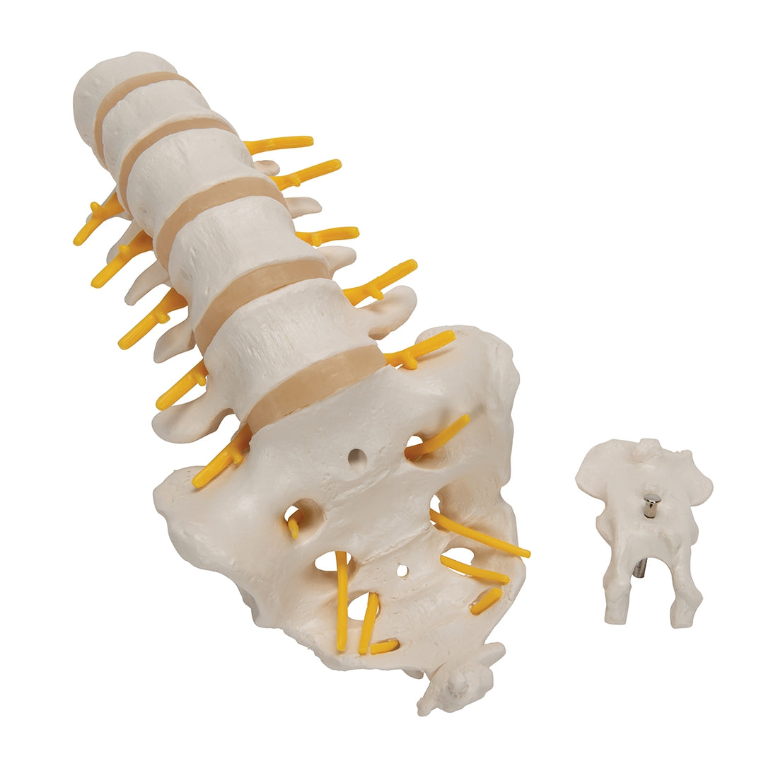 Lumbar Human Spinal Column Model – Medisave UK