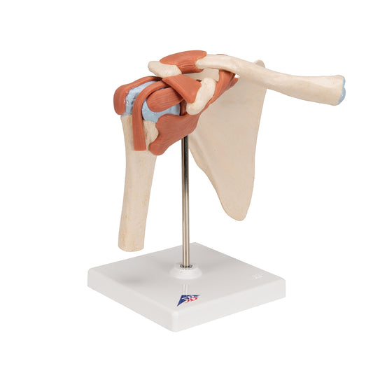 Deluxe Functional Human Shoulder Joint, Physiological Movable - 3B Scientific