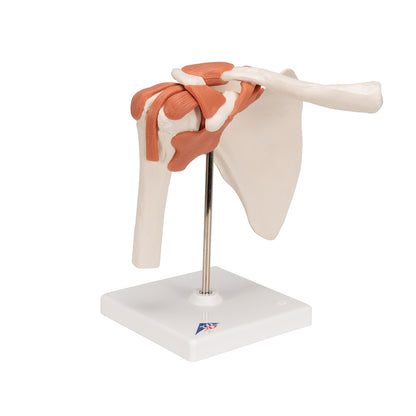 Functional Human Shoulder Joint - 3B Scientific