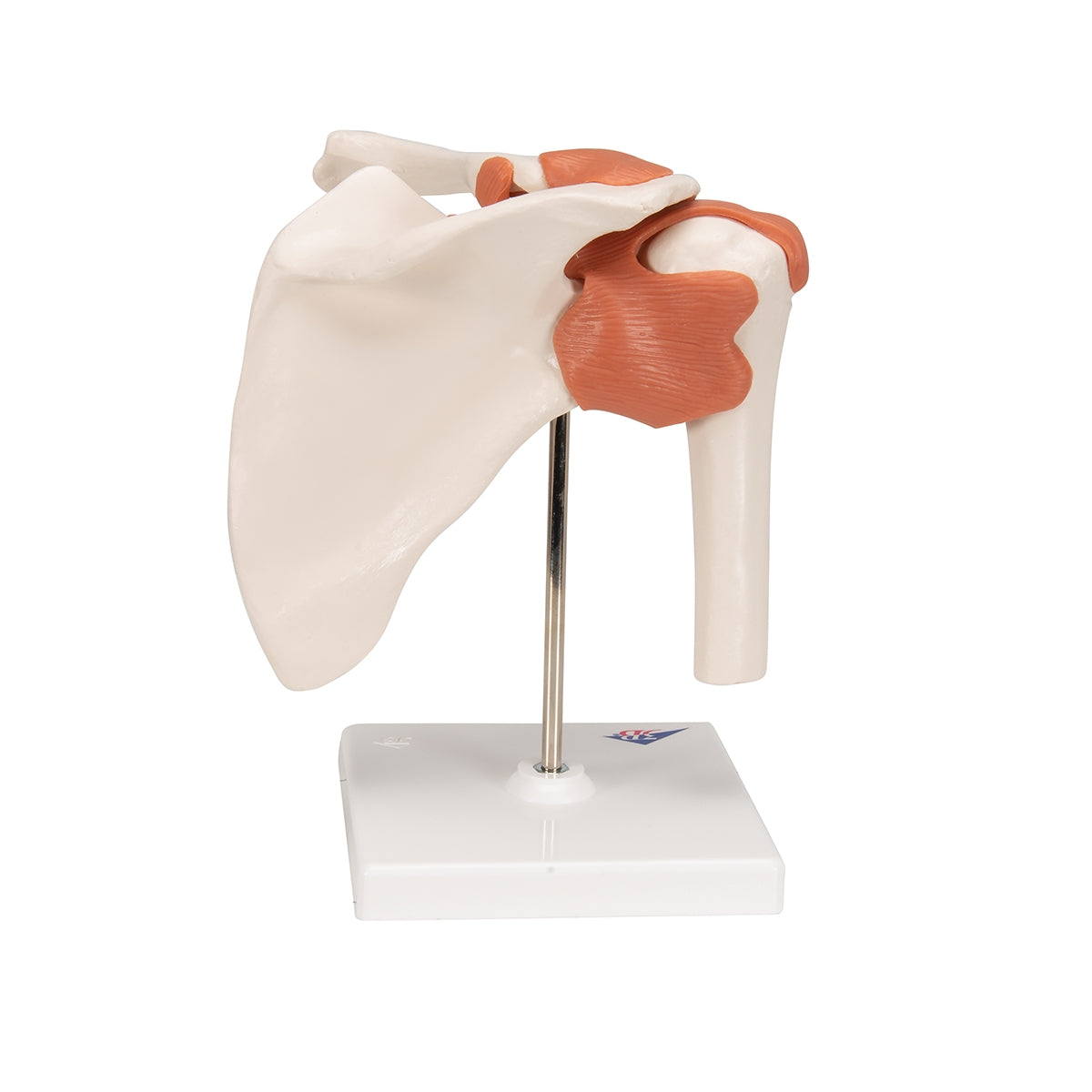 Functional Human Shoulder Joint - 3B Scientific